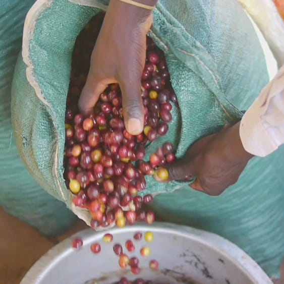 Malawian speciality coffee