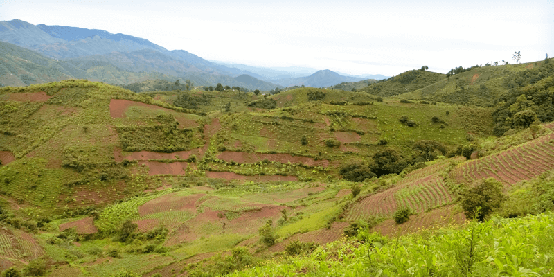 Home of sustainable coffee in Malawi